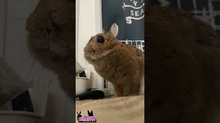 🐇なにー？
