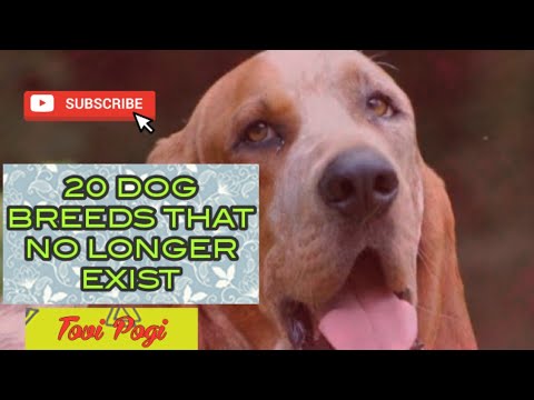 20 Dog Breeds That No Longer Exist//tovipogi