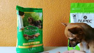 Probando 2 marcas  de croquetas por 15 días Dog Chow y NUPEC en Perro Chihuahua |@AmigoChihuahua