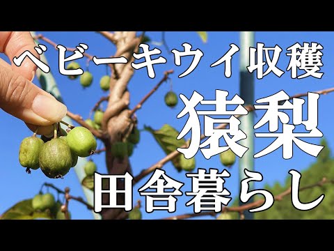 キウイベリー、ミニキウイ 植物