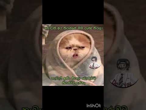 2025.06.19#viralvideo #shortvideo #funny*&&