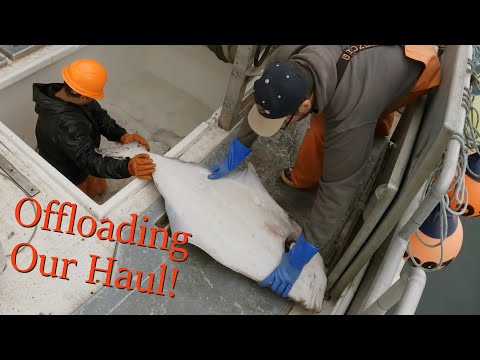 Offloading Our Halibut Catch and Replenishing the Bait! | Alaska Halibut Longlining | 2024 Season