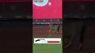 Take Meowt to the Ballgame!