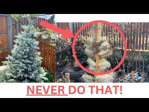 How to Properly Prune a Spruce Tree – The Secrets You Need to Know!