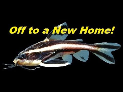 Why I'm Giving Away One of My Fish (Huge Striped Raphael Catfish)