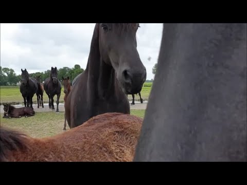 How's Klaske doing? Rialta to the inspection. Cleaning stables for the Friesian horses.