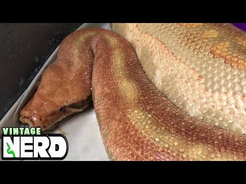 Blood Python Mania, this is an amazing Python Species # 2 @ NERD!