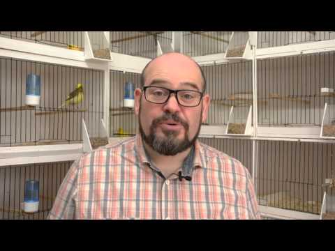 The Canary Room - Episode 4 Preview