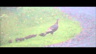 preview picture of video 'Wild Turkey Hen and Poults'