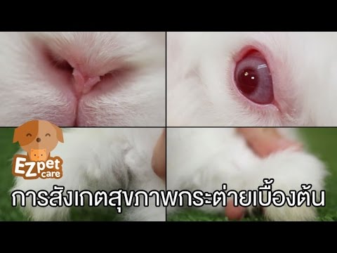 โรคสะเก็ดเงินในรูปขาหนีบ ครีมที่มีแผลเปื่อยทารก