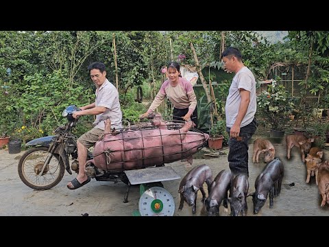 Selling a giant fat pig.  Buy 8 cute little pigs to raise. ( Ep 265 )