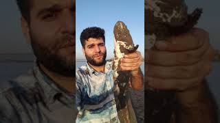 preview picture of video 'Fishing at river chenab by Yaseen kanth'