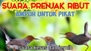 Download lagu Suara Prenjak Ribut Tarung Ampuh Untuk Pikat Prenjak Liar mp3