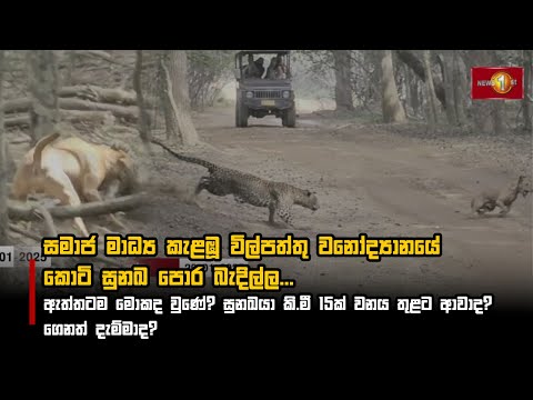 සමාජ මාධ්‍ය කැළඹූ විල්පත්තු වනෝද්‍යානයේ කොටි සුනඛ පොර බැදිල්ල | Wilpattu