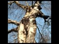 Die Warzau - Disembody