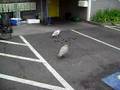 Seagull Vs Clam Vs Seagull Extreme Animal Fight