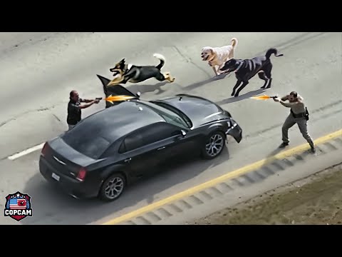 MOST BRUTAL Police Dog Chase of All Time! Don't Ever Run From a Police Dog