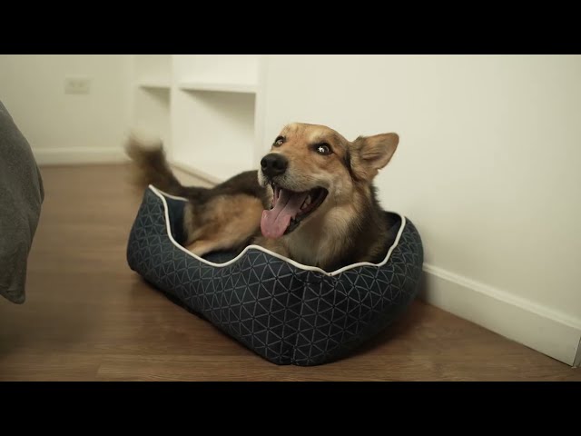Vídeo relacionado con Disney Stitch - Cama para Mascotas con diseño de Personajes e Inserto extraíble Lavable a máquina, Cama pequeña para Mascotas