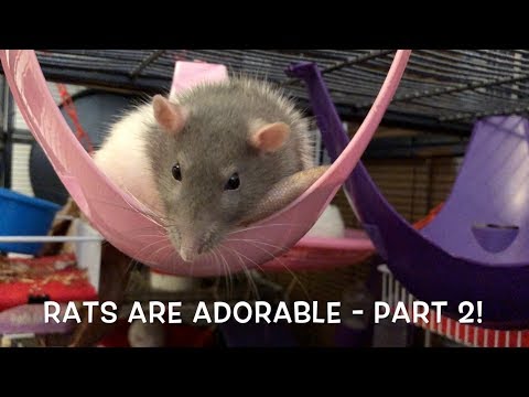 Rats are ADORABLE - Cute Rats Compilation Part 2!