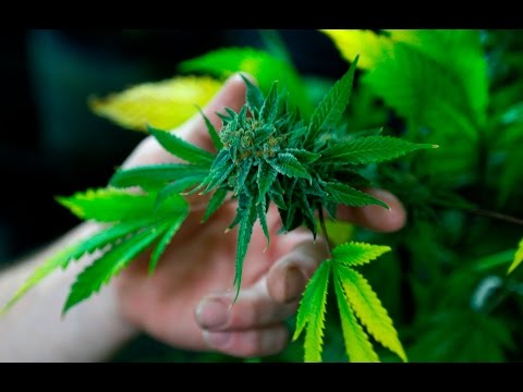 Mc Djukela : od sjemenke do papira (cannabis timelaps video)