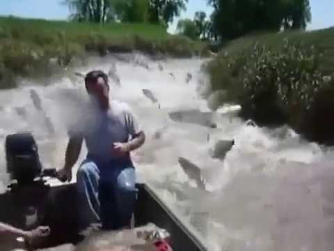 Funny animal videos - Jumping fish