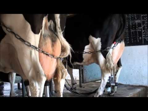 Milking in an abreast parlour.Part 1