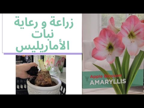 , title : 'العناية و طريقة زراعة نبات الأماريليس  Amarillys plant care'