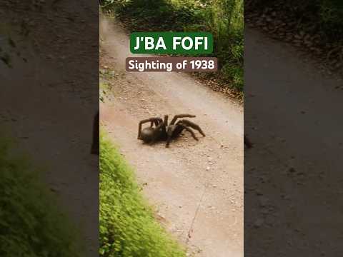 The J'ba Fofi Sighting of 1938 #congo #spider #tarantula #cryptid #cryptozoology