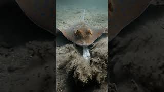 Download lagu 🦀 Blue Spotted Stingray vs Crab 🐟 | Unexpected Ocean Hunt! #shorts #fishing mp3 Download lagu 🦀 Blue Spotted Stingray vs Crab 🐟 | Unexpected Ocean Hunt! #shorts #fishing mp3