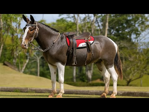 ¡GRANJEROS CRIADORES DE MULA! ¿CÓMO FUNCIONA LA CRÍA DE MULAS?