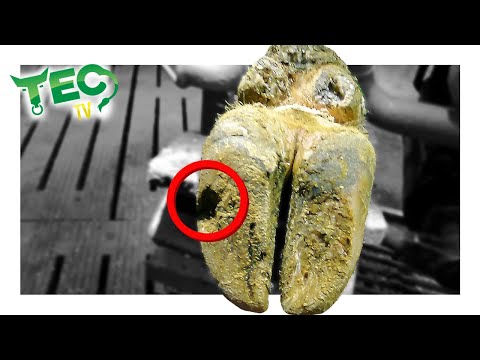 WE ARE BACK! This is a DEEP GOUGE on side of HOOF