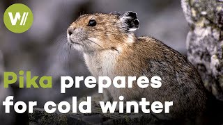 Pika shows off its cute alarm call while collecting food for long, cold winter