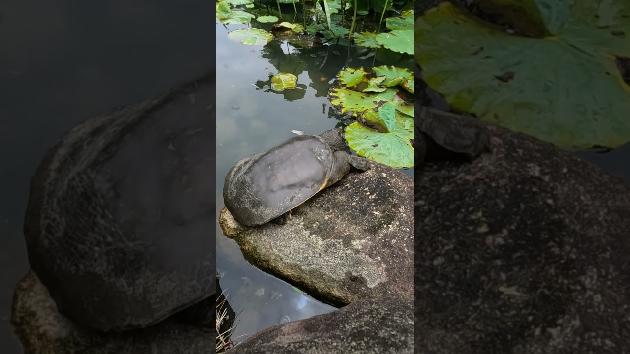 YouTube Short thumbnail