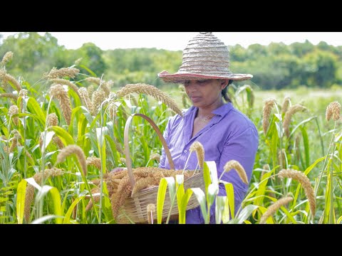 Foxtail Millet harvesting (Thana hal) and make sweet | mali cooking