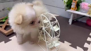 ハーフ犬の動画01