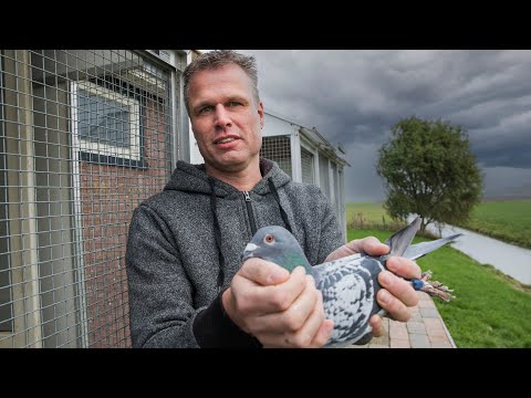 National WHZB/TBOTB/NPO winners 2022: 1st Best Fancier & 1st YB - Jelger Klinkenberg, Noordbeemster