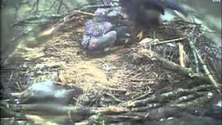 preview picture of video 'Decorah eagles very scary morning  dead bird in nest'