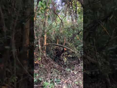 La Aldea de la Selva Lodge, Puerto Iguazú, Misiones, Argentina, August 2025 (Puerto Iguazú)