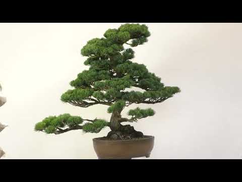 Japanische Mädchenkiefer, Bonsai, 60 Jahre, 114cm, OPINPAR601-05