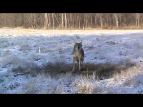 Remaking a  Coyote PVC Set