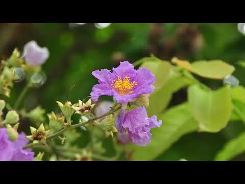 Thể hiện bởi Thái Hiền