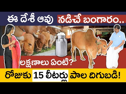 Gir Cow Farming in Telugu | Gir Cow Milk Production Per Day | How to Start Gir Cow Farming?Gir Avulu