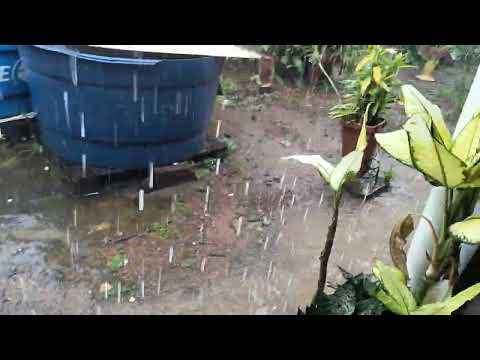 Muita chuva em MIRANDA DO NORTE/ MA