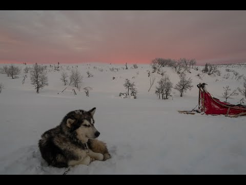 2023-02 Sweden Huskytour