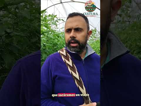 Tomates de Socotá boyacá #turismo #boyacacolombia #viajes