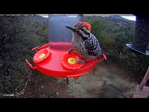 Male Ladder-backed Woodpecker Sips Nectar Front And Center In West Texas – Nov. 12, 2019
