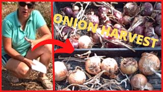 Ep. 348 When and How-  Harvesting Onions - This is How I Do It!