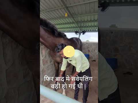 500gm horse swelling lap, just vet, prescription