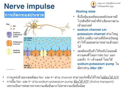 เพิ่มสมาชิกอัลมาตี เชื้อโรคหญิงที่แข็งแกร่ง