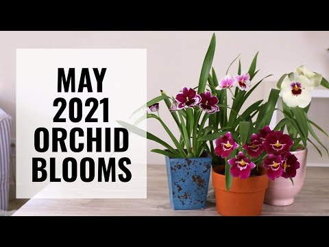May 2021 Orchid Flowers - What's in Bloom? Miltoniopsis, Phalaenopsis, and More